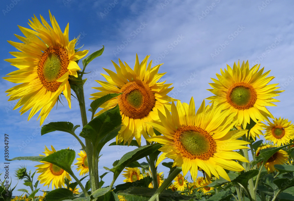 sunflower