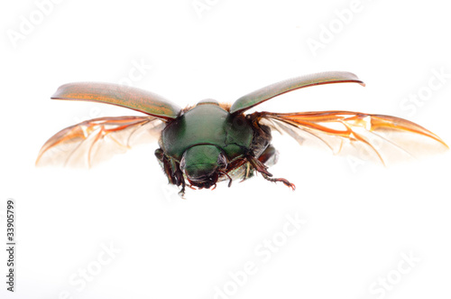flying insect scarab beetle