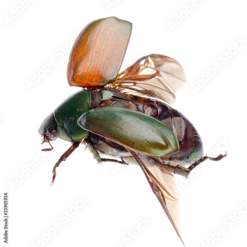 flying insect scarab beetle