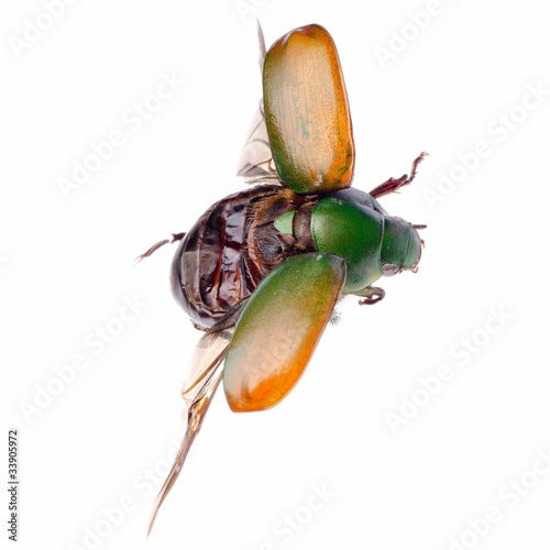 flying insect scarab beetle