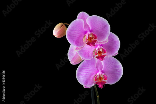 Phalaenopsis - Tropical Orchid against Black Background