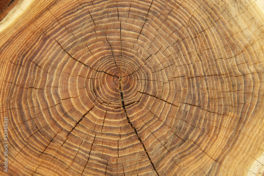 Stump close up Stump close up