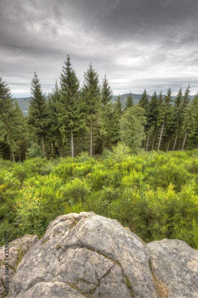 Obraz premium foret du mervan