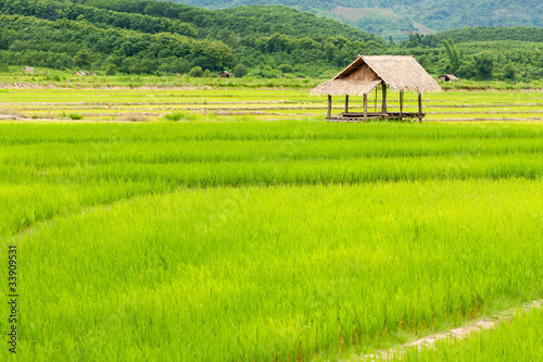 Reisfeld mit Hütte in Laos