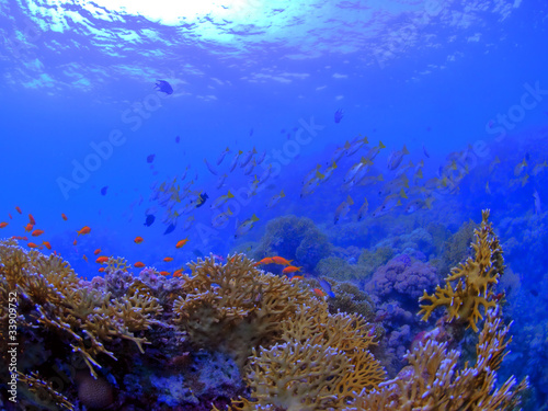 Fototapeta Naklejka Na Ścianę i Meble -  Coral Reef in the Red Sea - HDR Version