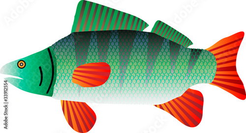 Perch illustration