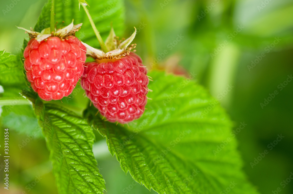 Raspberries Raspberries
