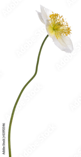 White Alpine poppy, Papaver alpinum