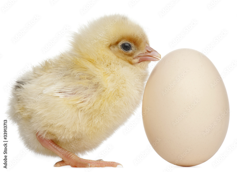 Obraz premium Chick with egg, 2 days old, in front of white