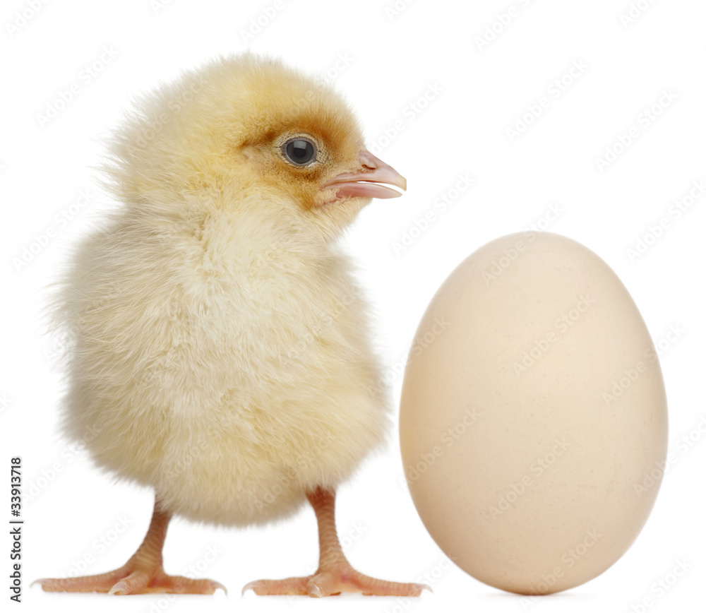 Obraz premium Chick with egg, 2 days old, in front of white