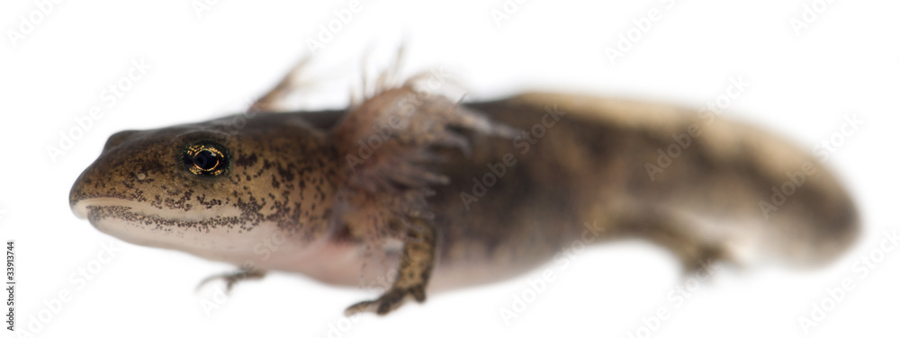Fire salamander larva showing the external gills