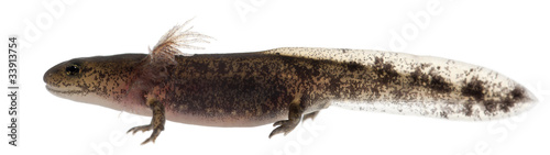 Bild auf Leinwand Fire salamander larva showing the external gills