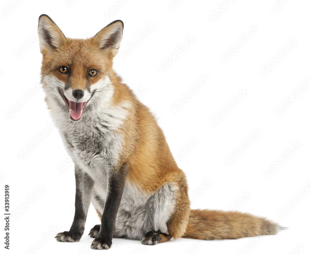 Red Fox, Vulpes vulpes, 4 years old, in front of white - obrazy, fototapety, plakaty 