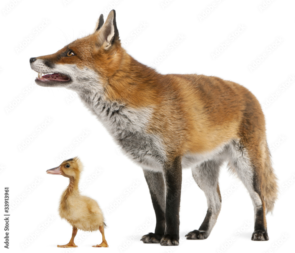 Red Fox, Vulpes vulpes, playing with a domestic duckling