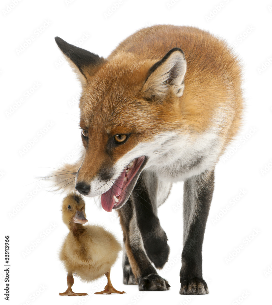 Fototapeta premium Red Fox, Vulpes vulpes, playing with a domestic duckling