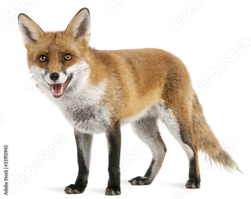 Φωτογραφία Red Fox, Vulpes vulpes, 4 years old, in front of white