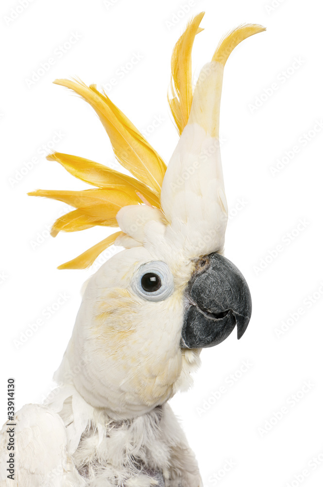 Obraz premium Close-up of Sulphur-crested Cockatoo, Cacatua galerita