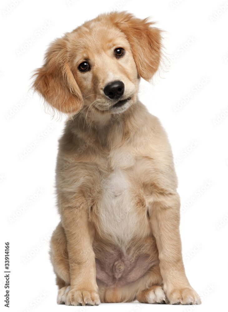 Mixed-breed puppy, 12 weeks old, sitting