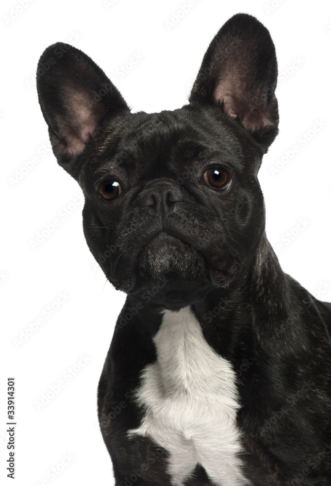 Close-up of French Bulldog, 2 and a half years old