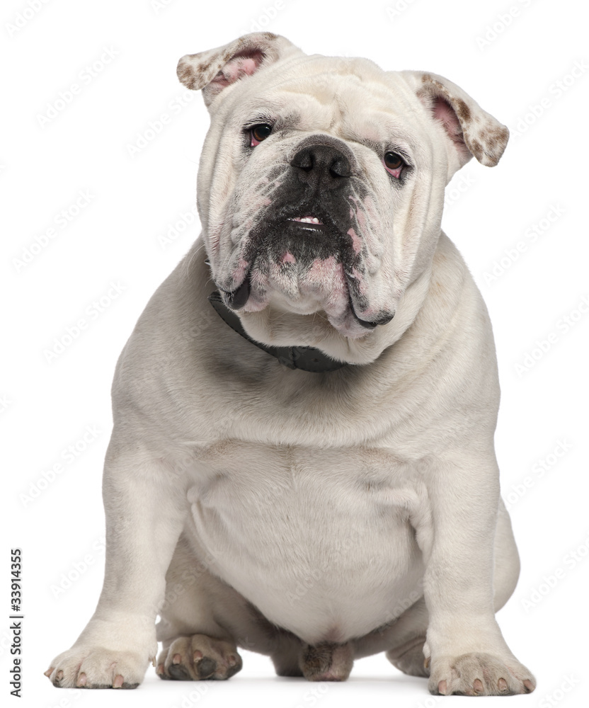 English Bulldog, 14 months old, sitting in front of white