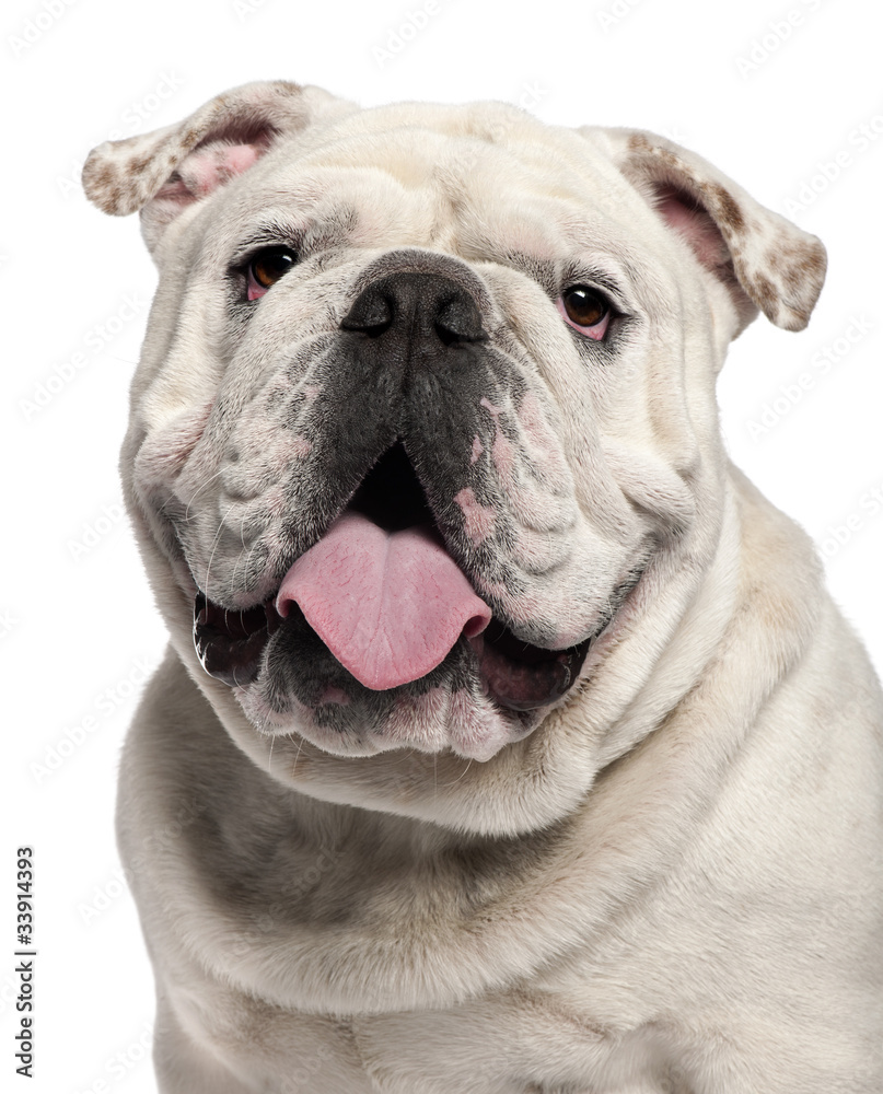 Close-up of English Bulldog, 14 months old, in front of white