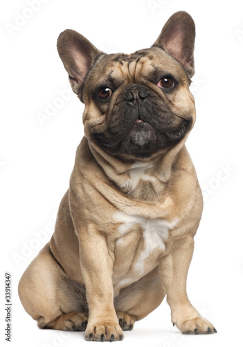 French Bulldog  18 months old  sitting in front of white