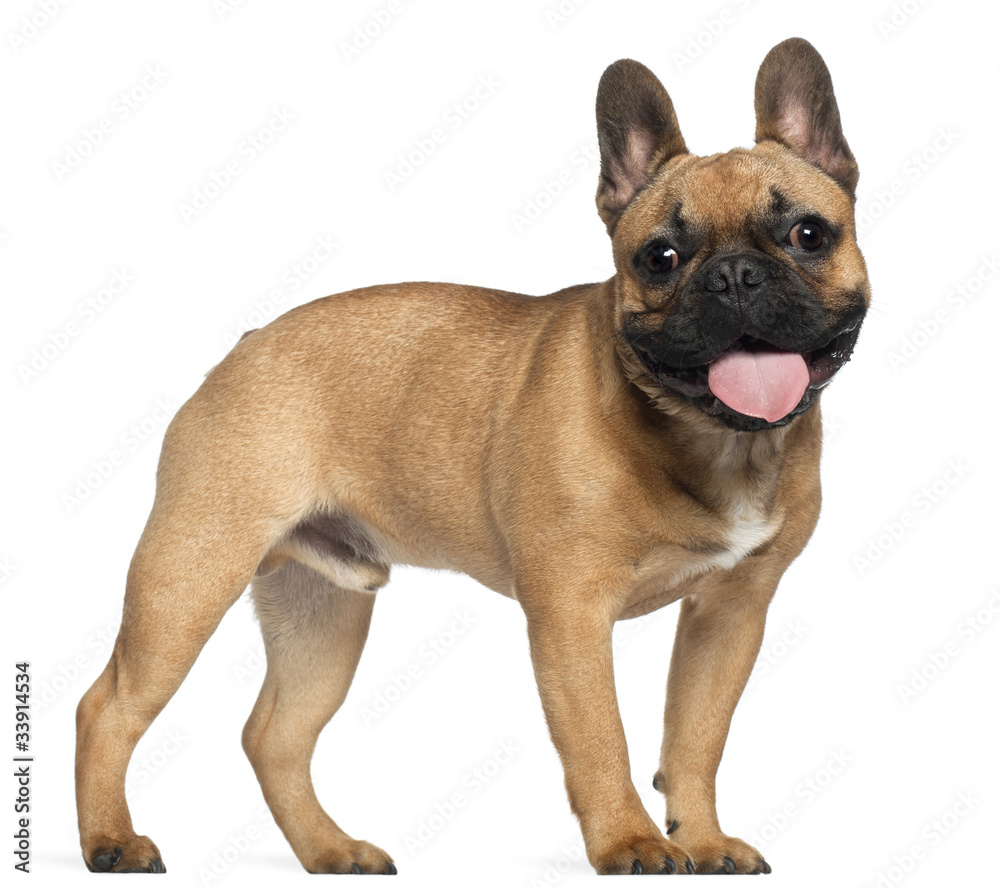 Obraz premium French Bulldog, 7 months old, standing in front of white
