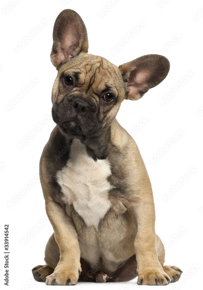 French bulldog puppy, 5 months old, sitting in front of white
