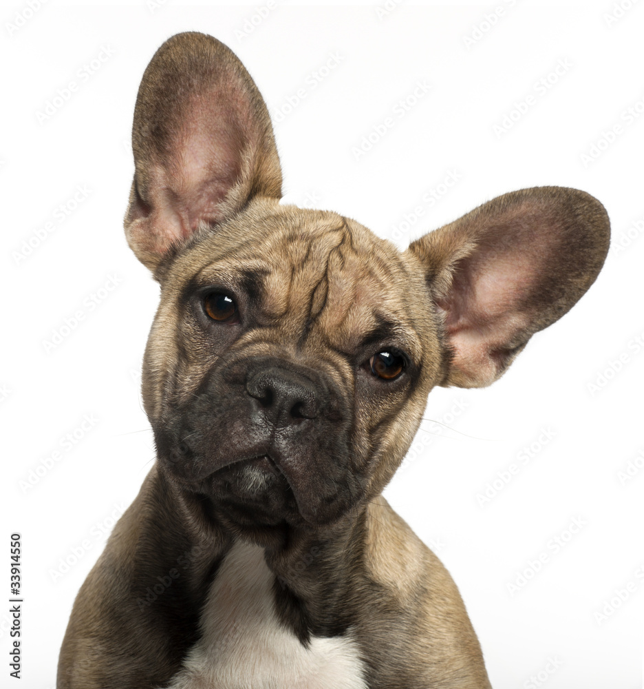 Close-up of French bulldog puppy, 5 months old