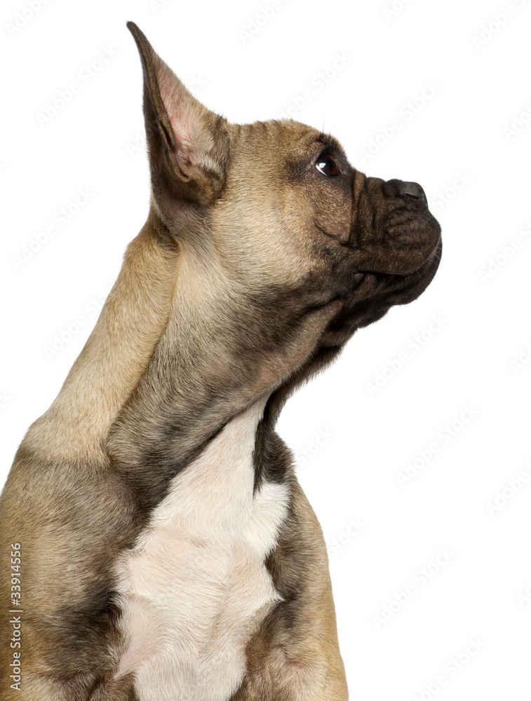Close-up of French bulldog puppy, 5 months old