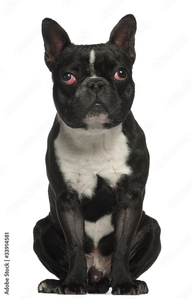 French Bulldog, 18 months old, sitting in front of white