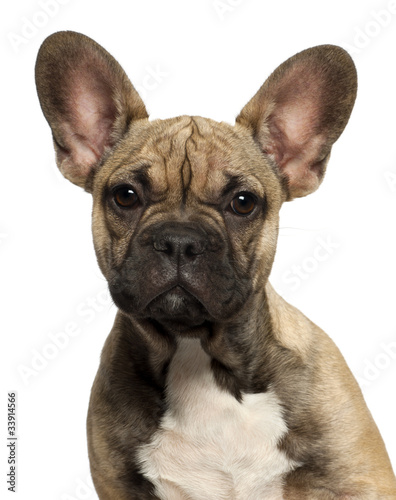 Close-up of French bulldog puppy, 5 months old © Eric Isselée