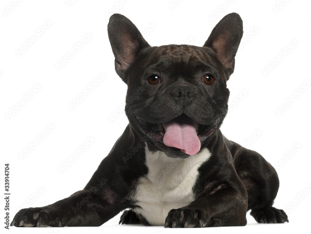 French Bulldog, 3 years old, lying in front of white
