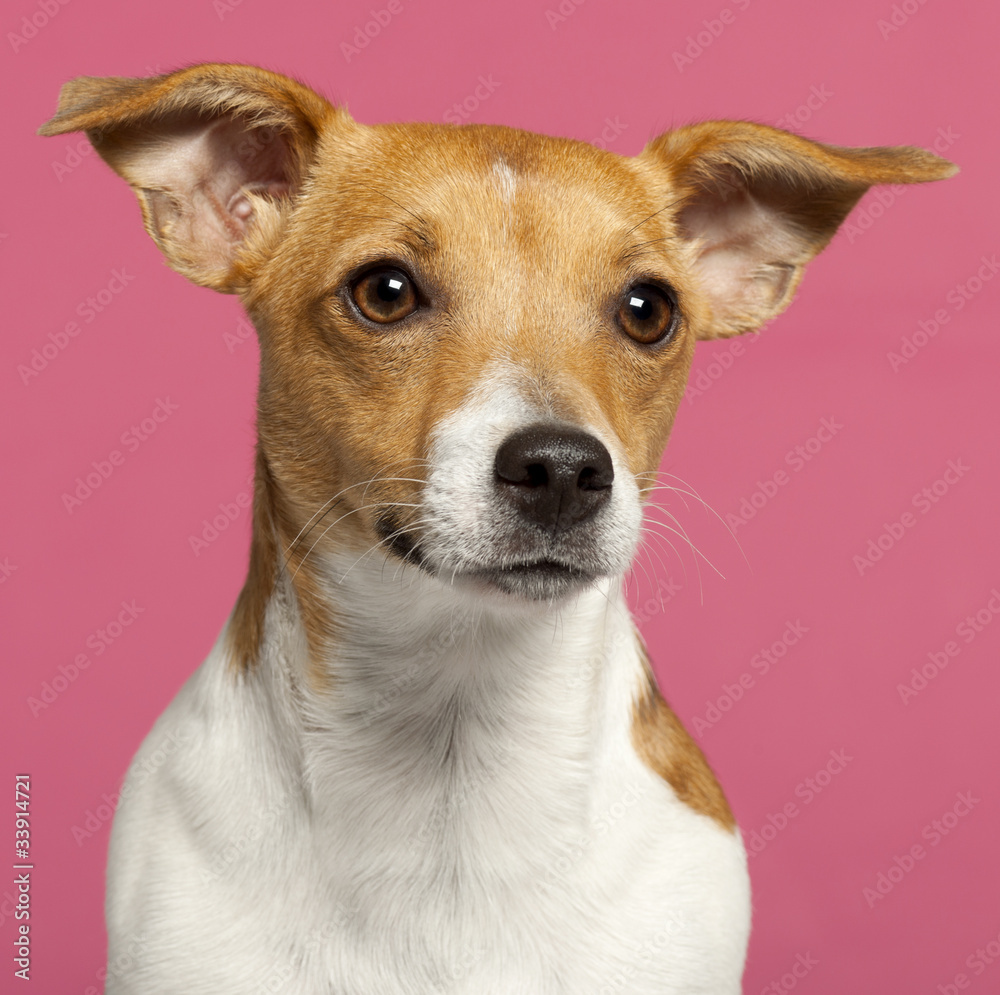 Close-up of Jack Russell Terrier, 10 months old