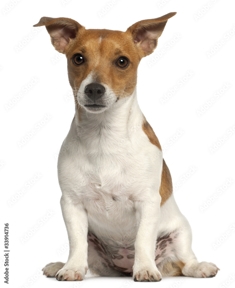 Jack Russell Terrier, 10 months old, sitting in front of white