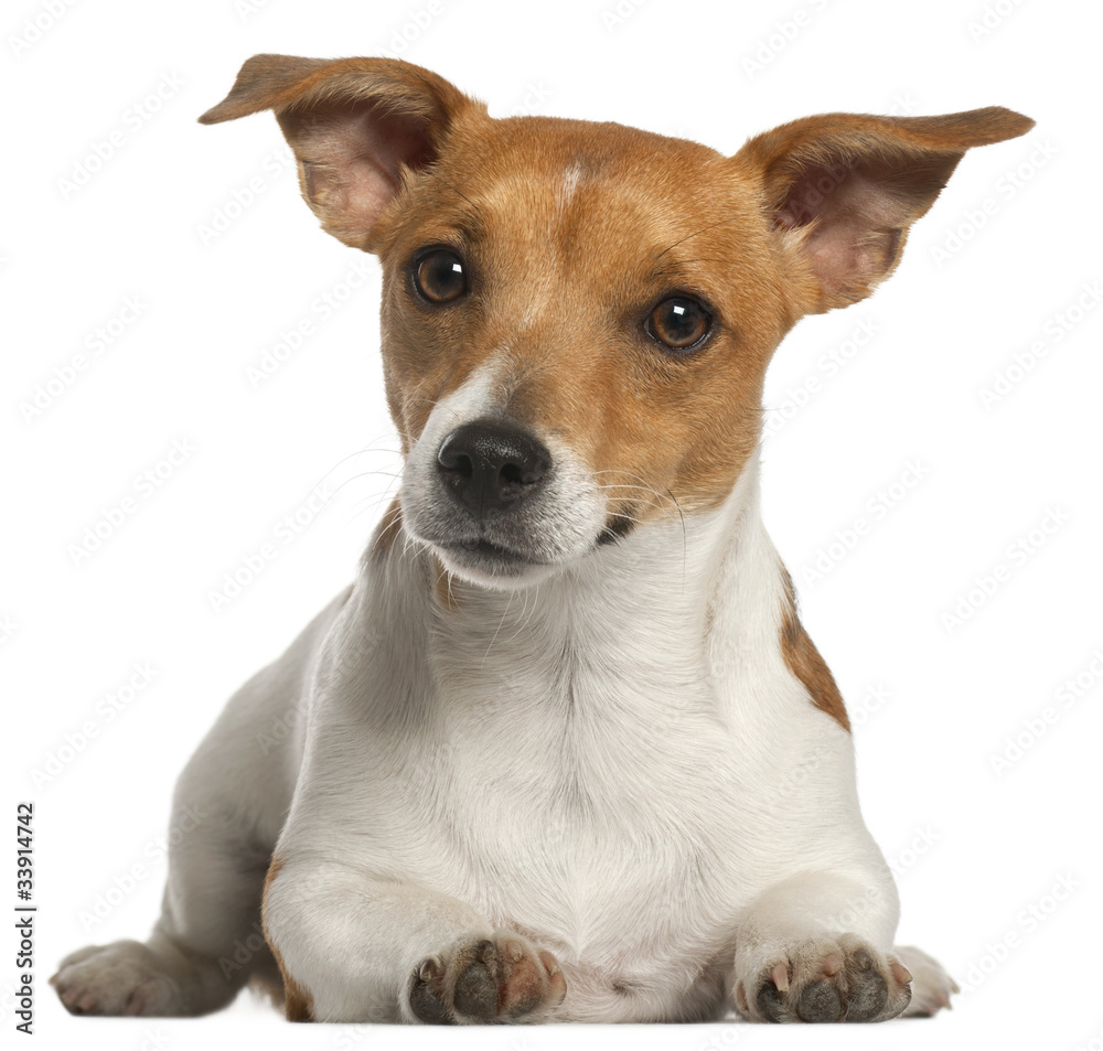 Jack Russell Terrier, 10 months old, lying in front of white