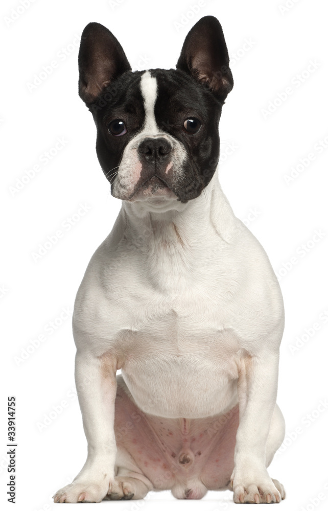 French Bulldog, 7 months old, sitting in front of white