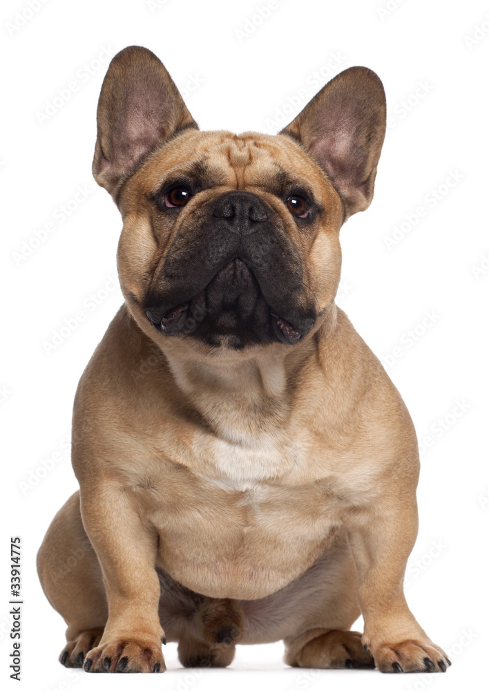 French Bulldog, 2 years old, sitting in front of white