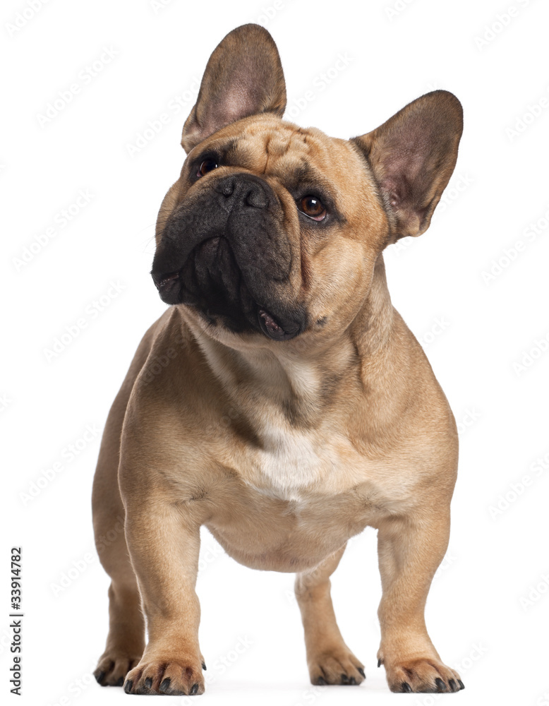 French Bulldog, 2 years old, standing in front of white