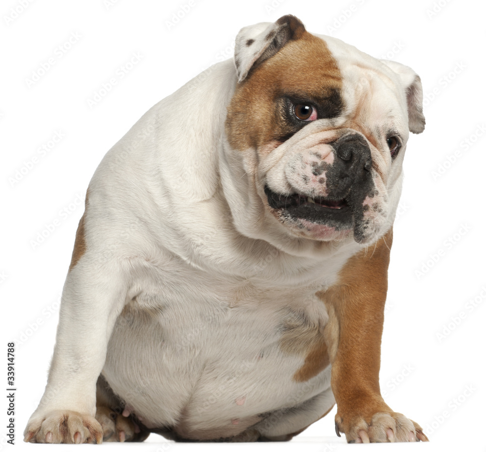 English Bulldog, 5 years old, sitting in front of white