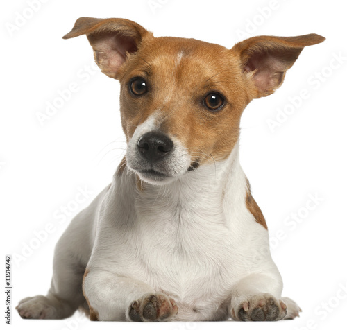 Jack Russell Terrier  10 months old  lying in front of white