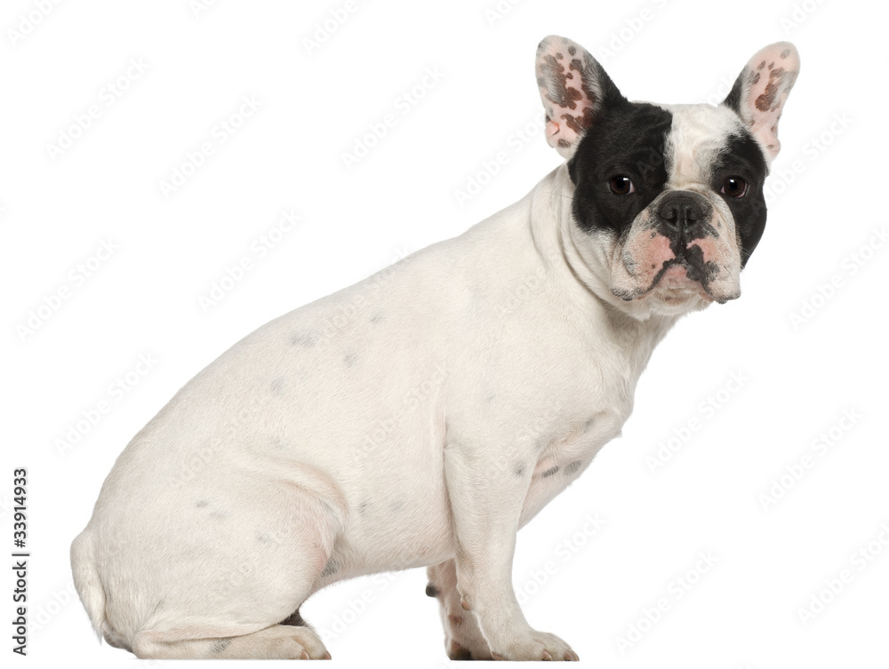 French Bulldog, 1 year old, sitting in front of white