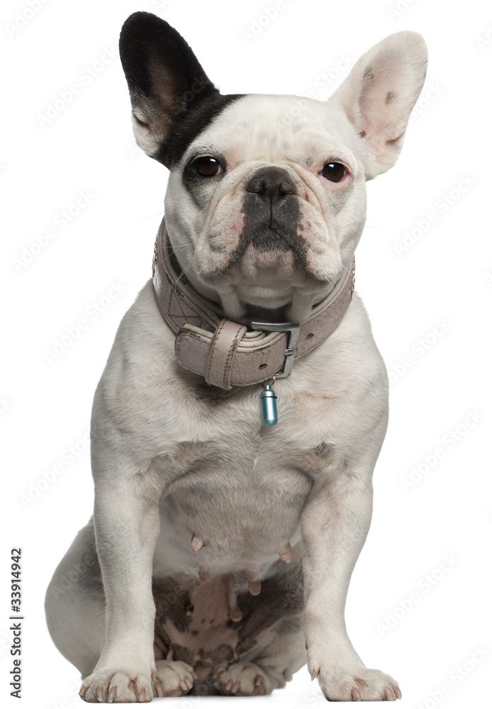 French Bulldog, sitting in front of white background