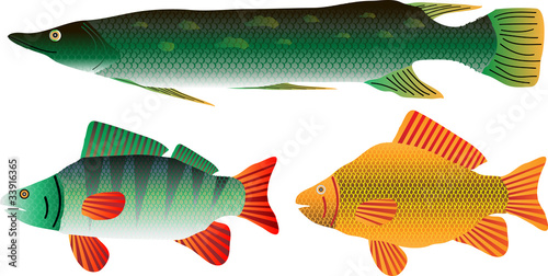 Set of the pike, carp and perch on white