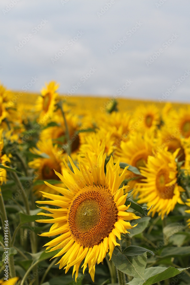 Fototapeta premium Champs de tounesol