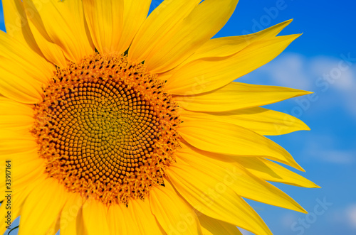 part of sunflower with sky over it