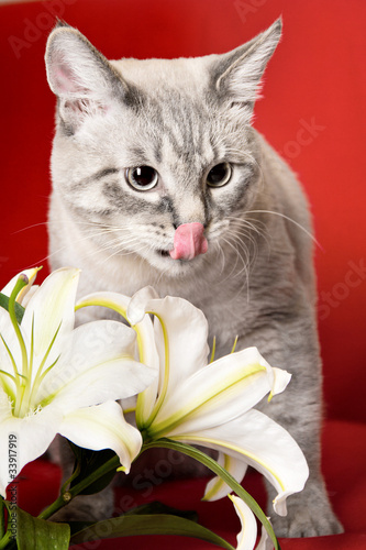 кот