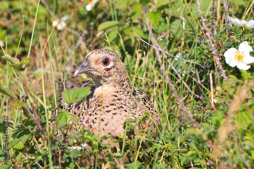 Pheasant female bird