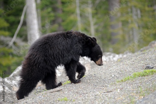 schwarzbär am strassenrand