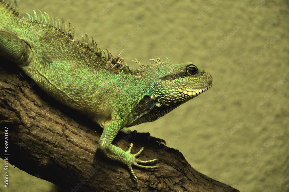 Iguana